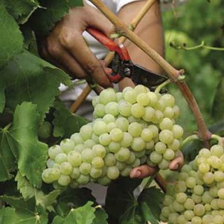 Harvest-Vineyard-Artisan-Champagne